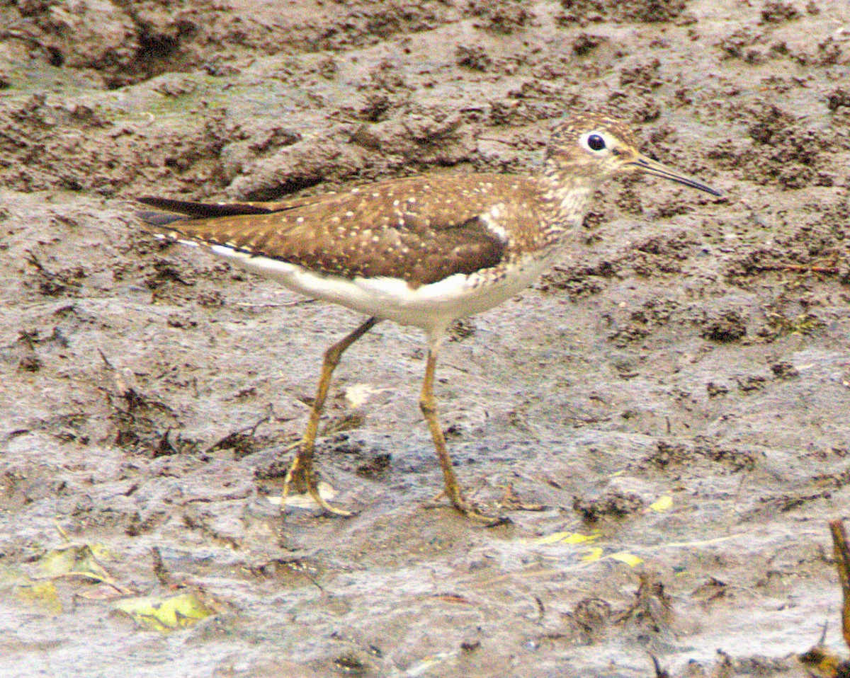 Solitary Sandpiper - ML639429653