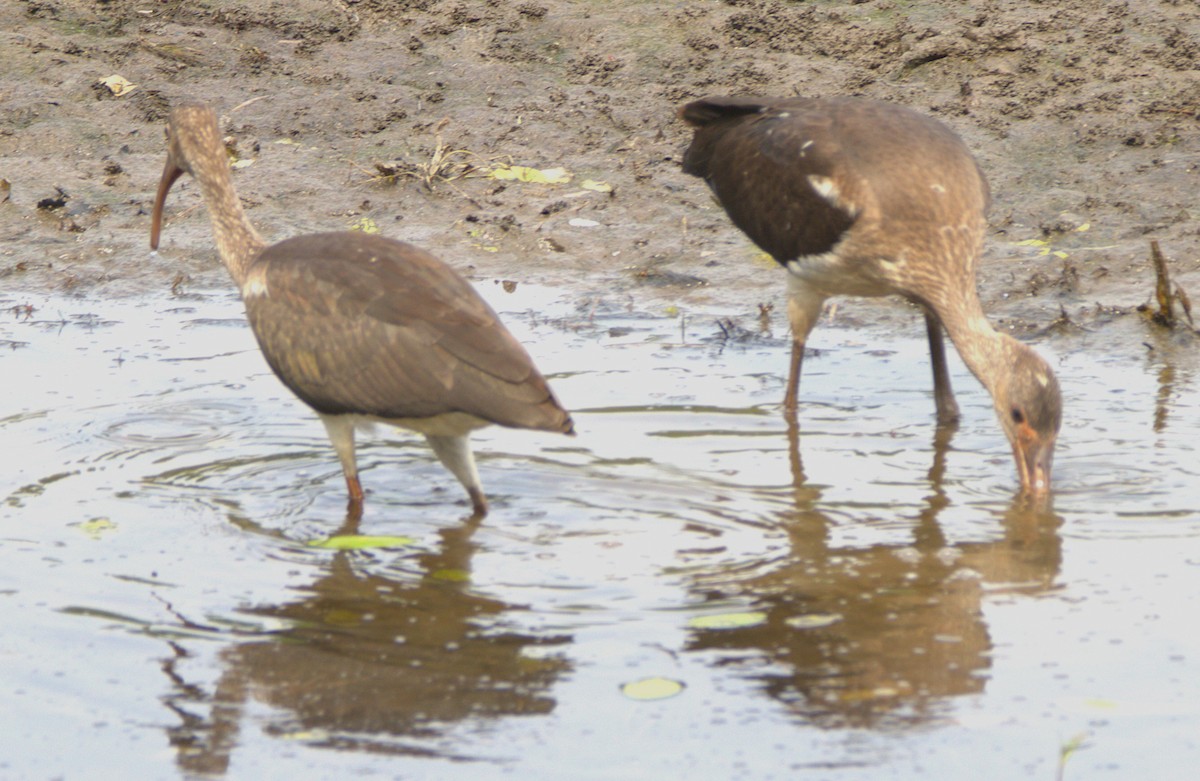 White Ibis - ML639429678