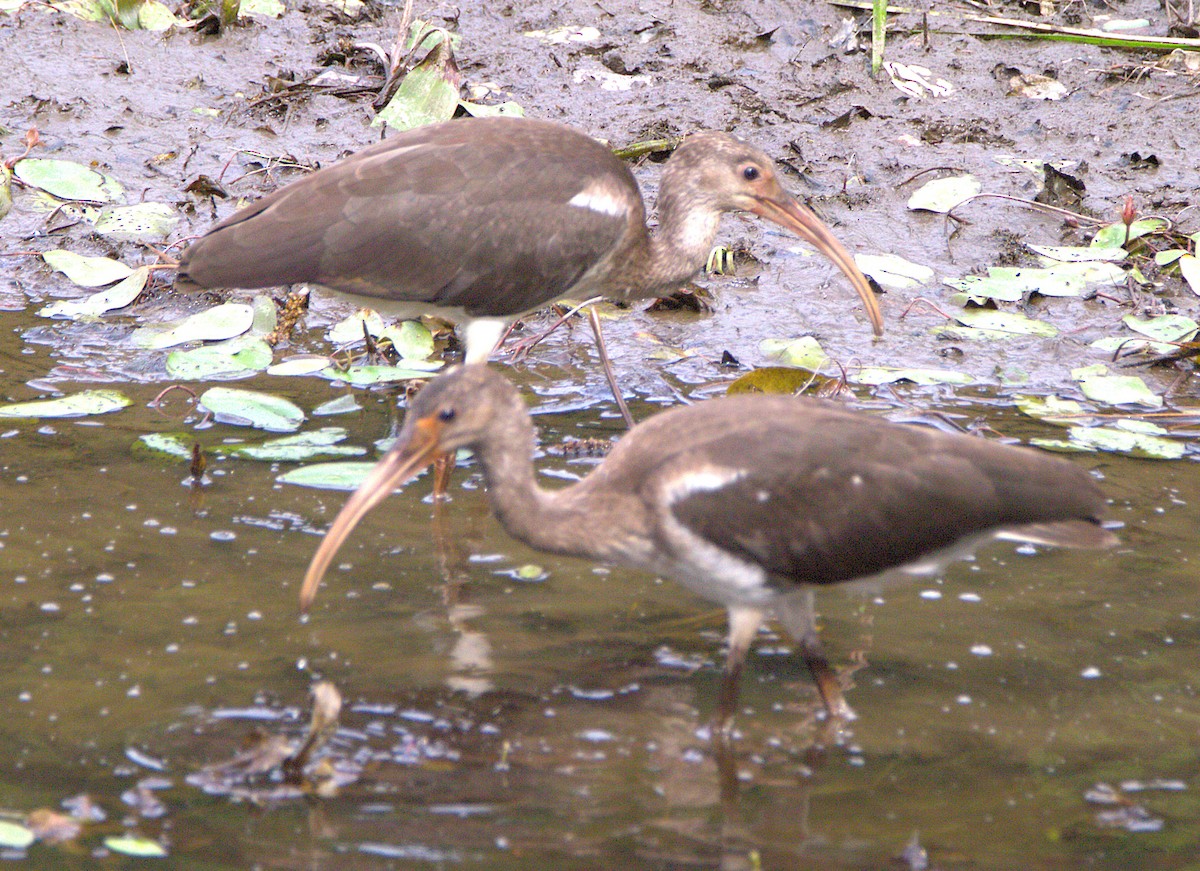 White Ibis - ML639429680