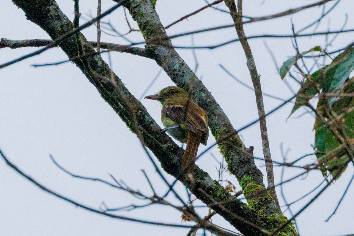 Bright-rumped Attila - ML639429718