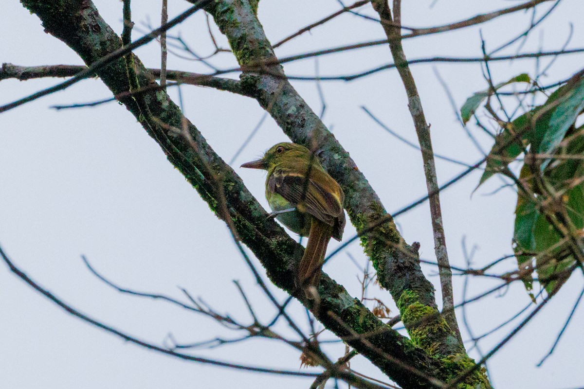 Bright-rumped Attila - ML639429719