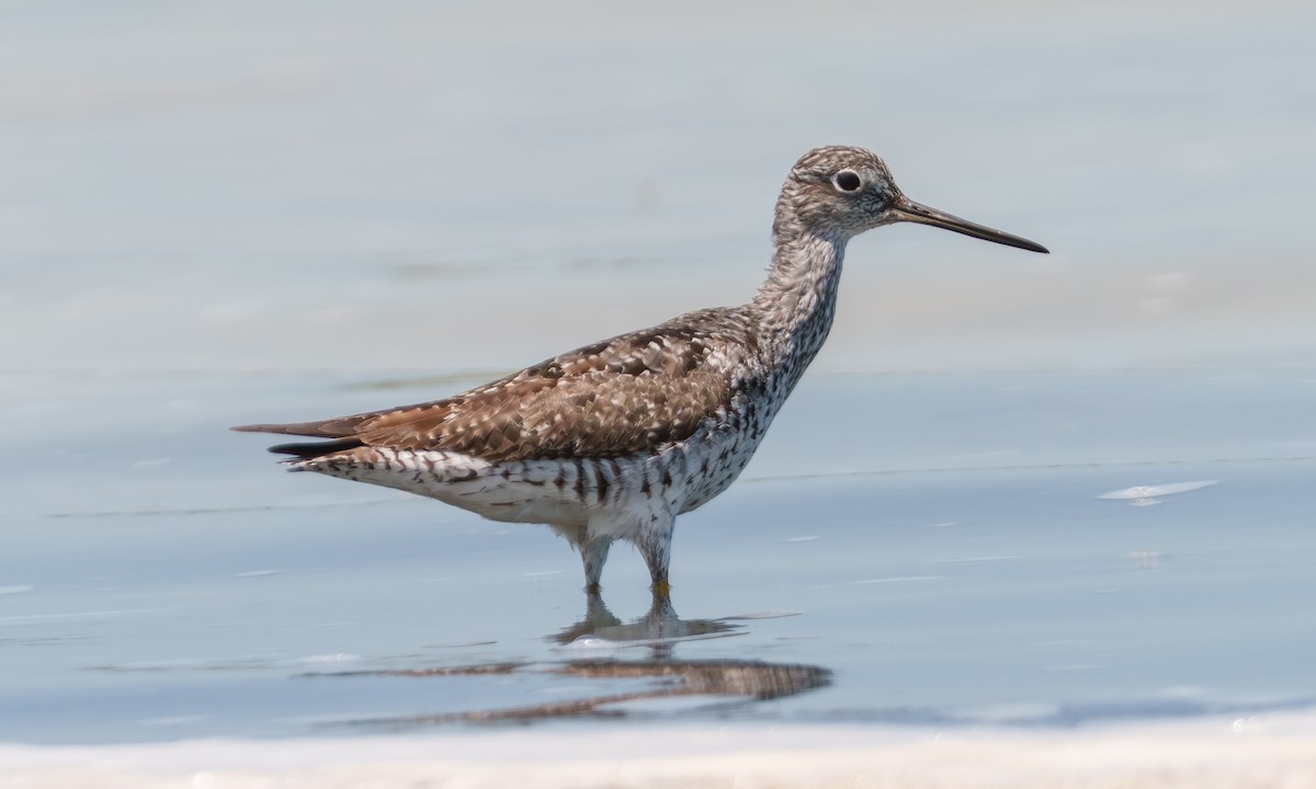 Greater Yellowlegs - ML639429809