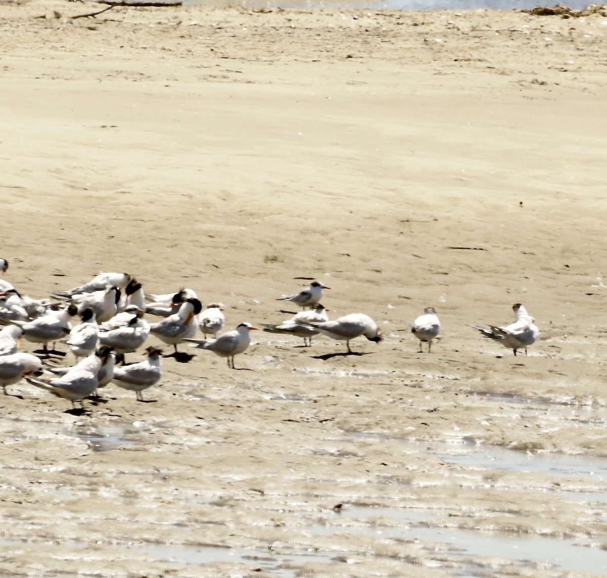 Common Tern - ML639429870