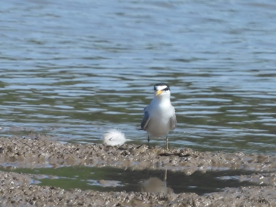 Least Tern - ML639429910