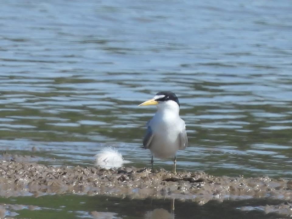 Least Tern - ML639429911