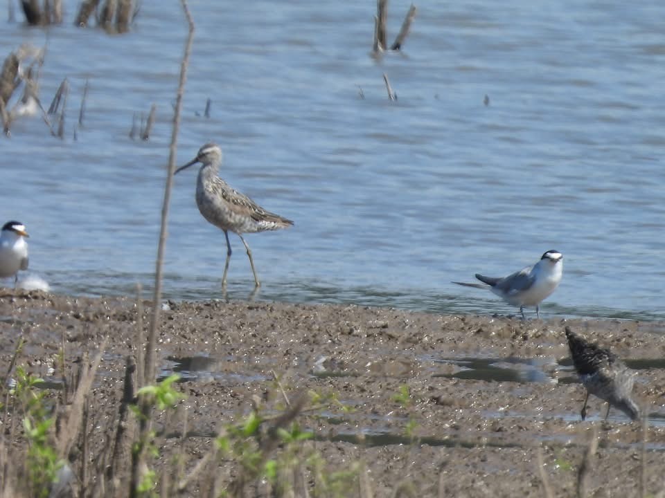 Least Tern - ML639429912