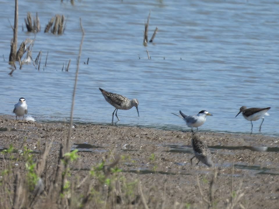 Least Tern - ML639429913