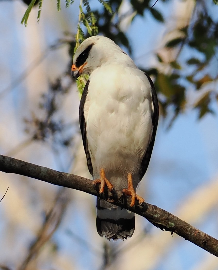 Black-faced Hawk - ML639429922