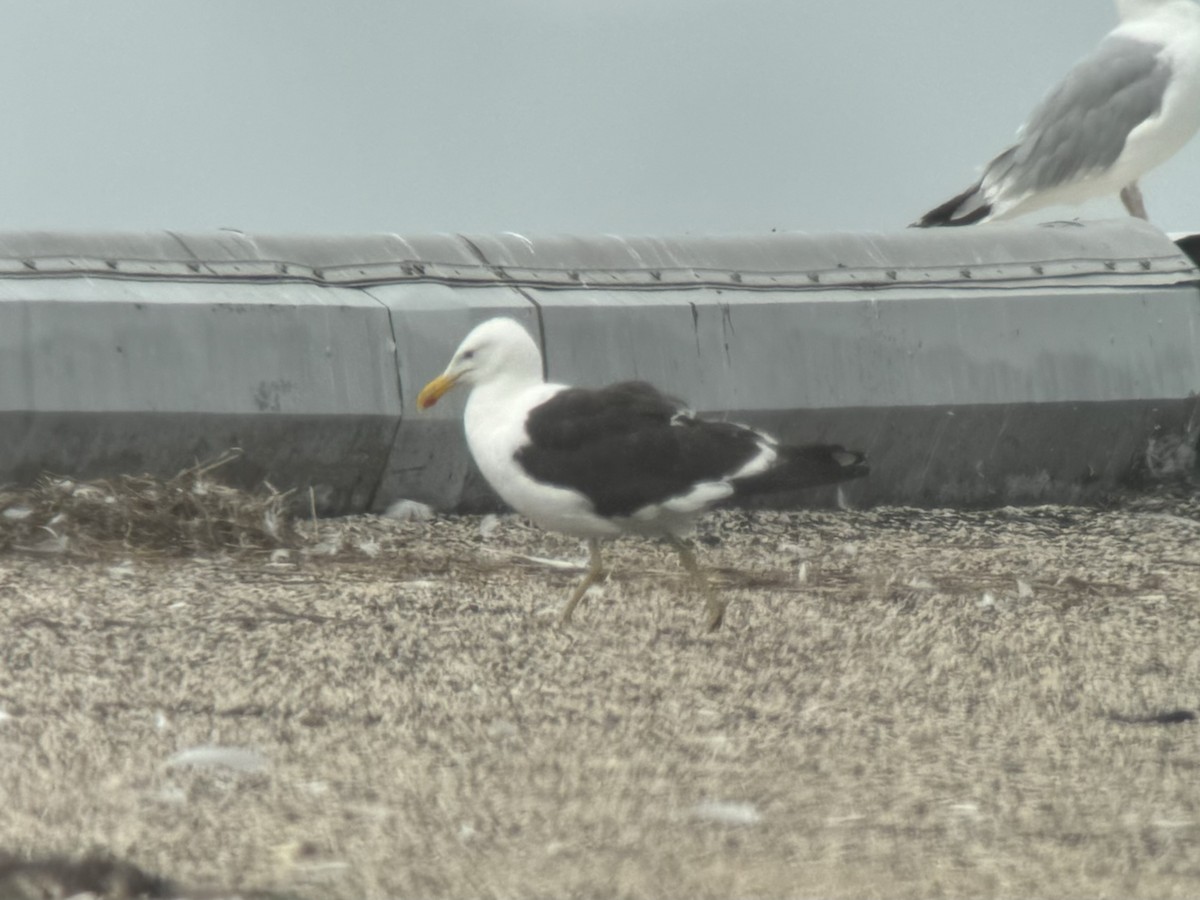 Kelp Gull - ML639429954