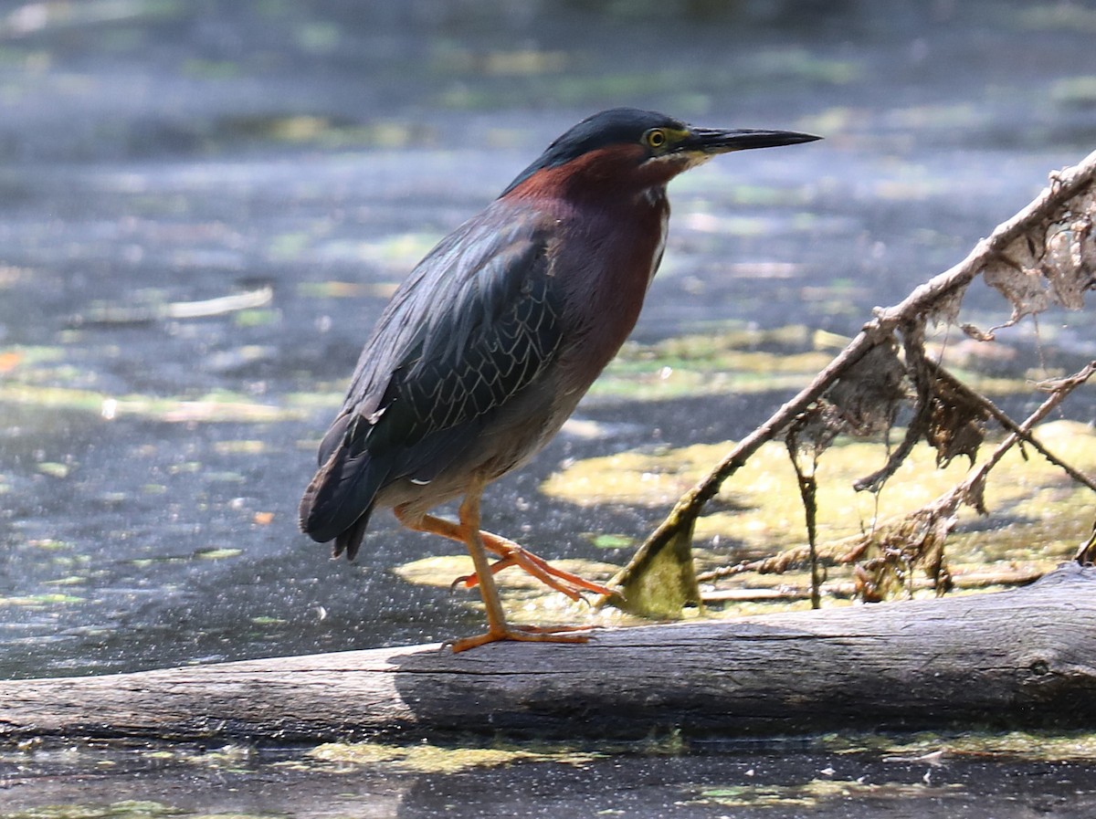 volavka zelenavá - ML639430020