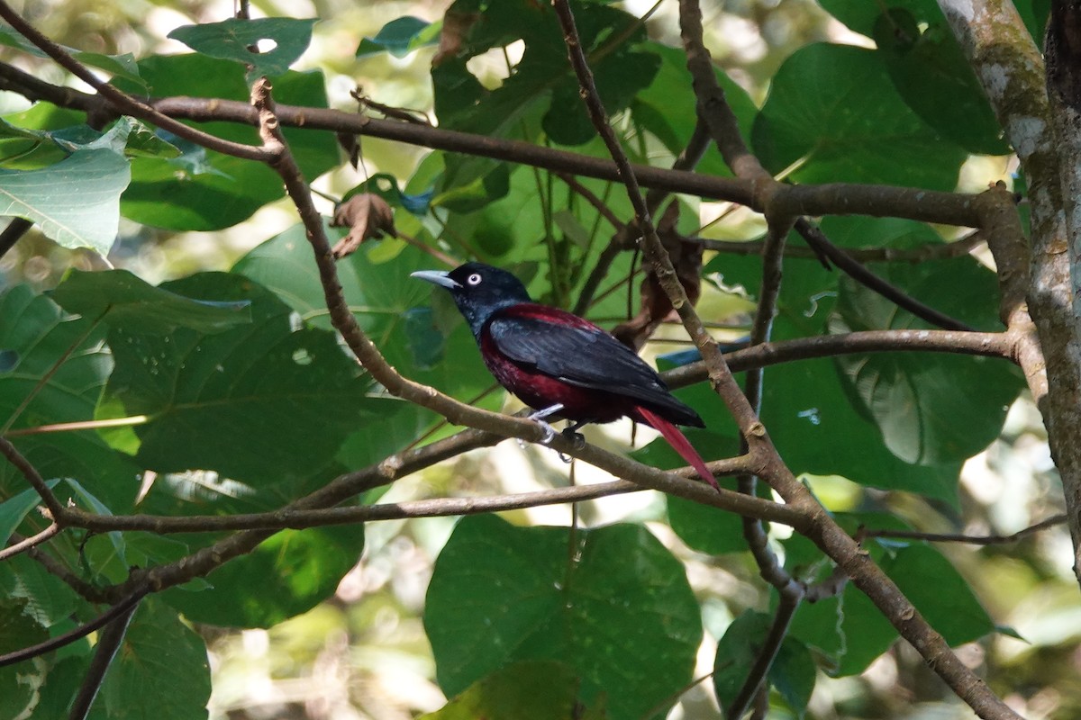 Maroon Oriole - ML639430038