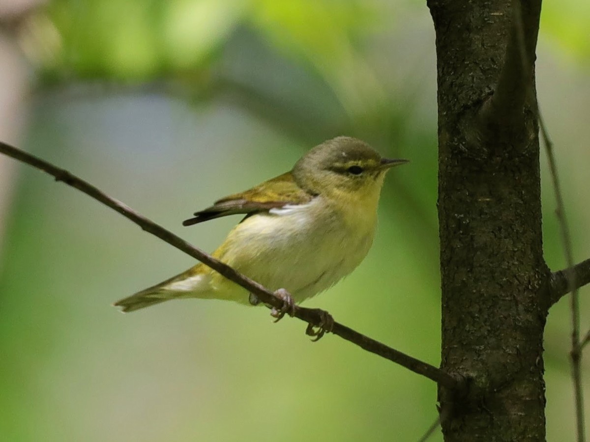Tennessee Warbler - ML639430049