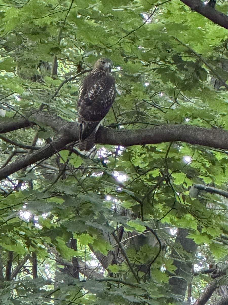 Red-tailed Hawk - ML639430083