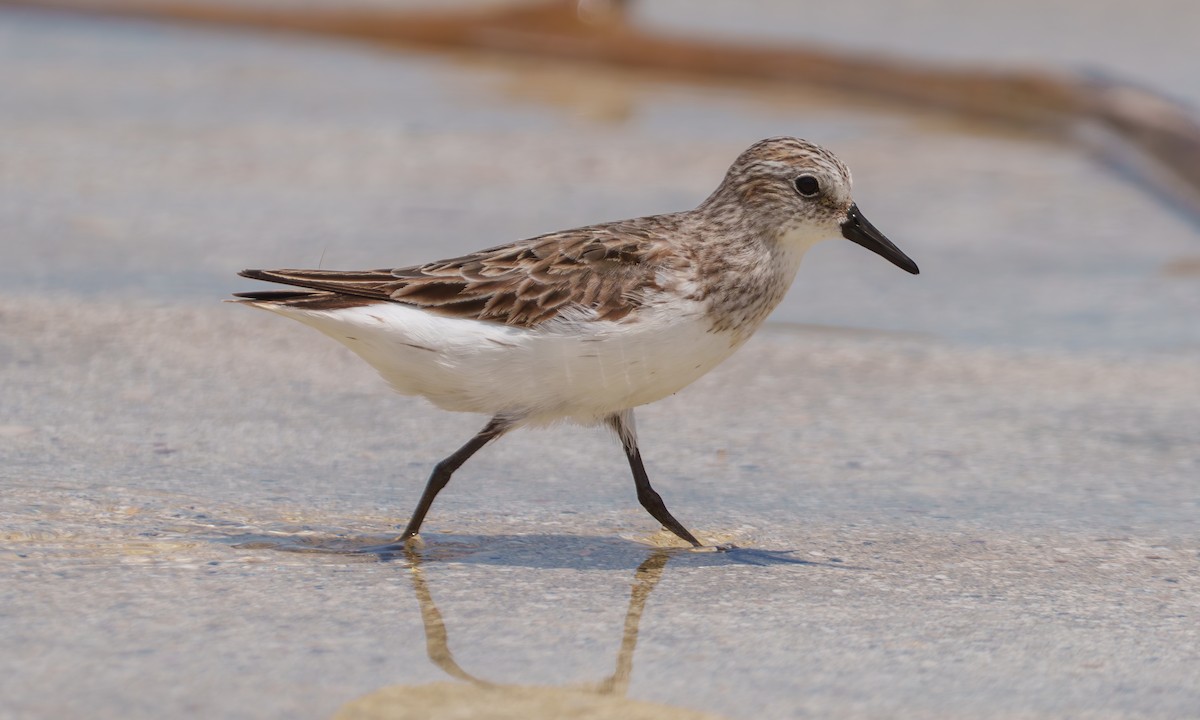 Semipalmated Sandpiper - ML639430090