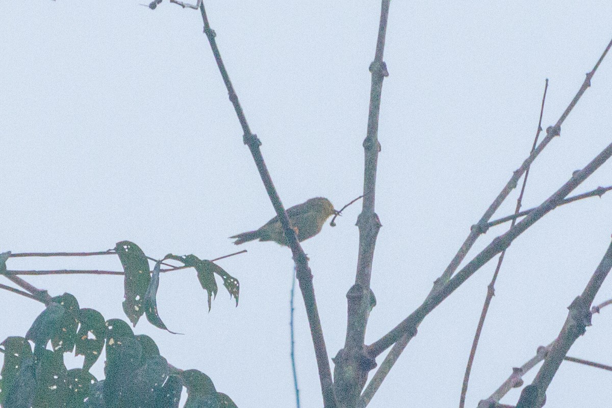 Orange-fronted Plushcrown - ML639430132