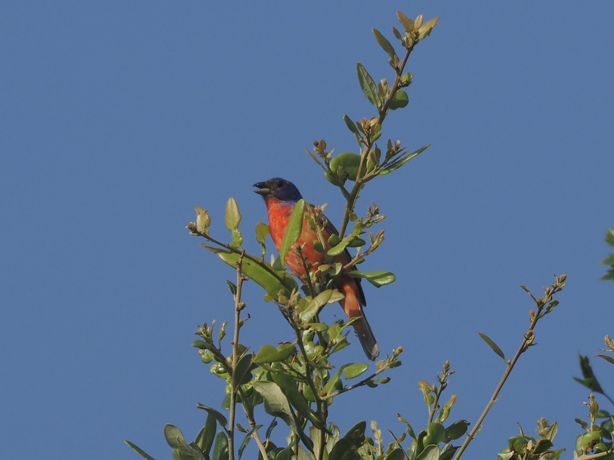 Painted Bunting - ML639430150