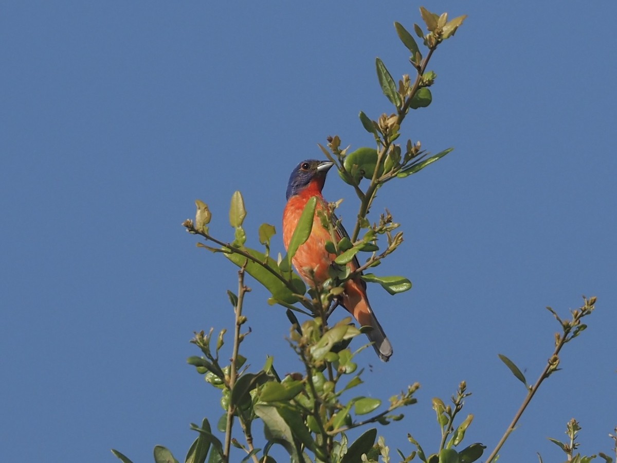 Painted Bunting - ML639430151