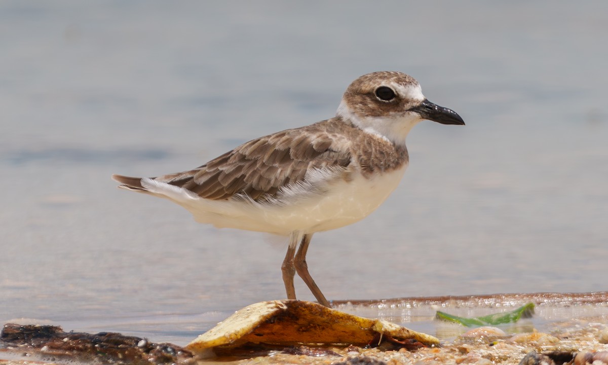 Wilson's Plover - ML639430175