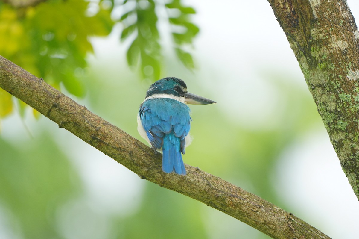 Collared Kingfisher - ML639430178