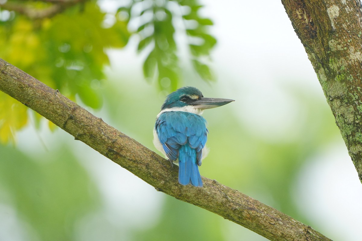 Collared Kingfisher - ML639430180