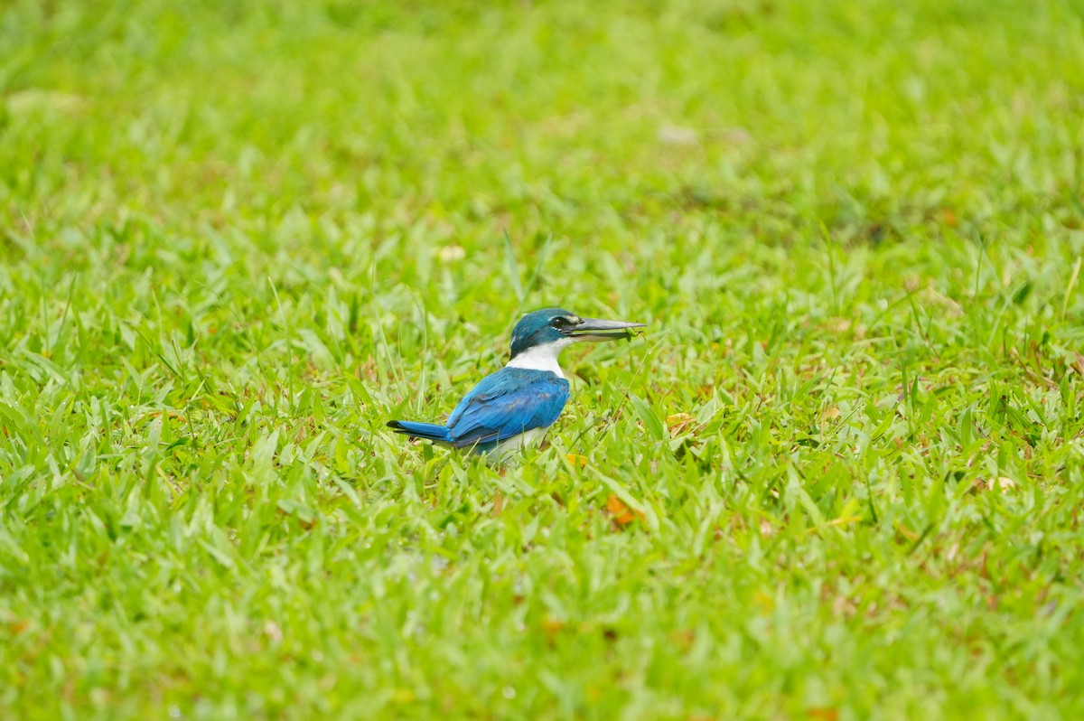 Collared Kingfisher - ML639430192