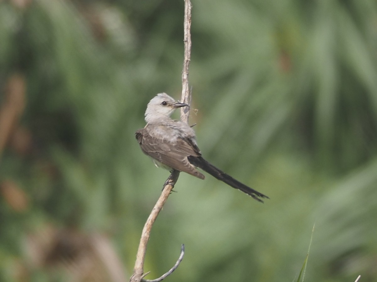 Scissor-tailed Flycatcher - ML639430194