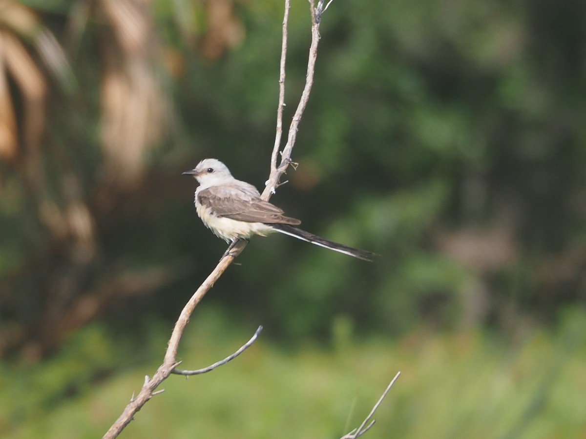 Scissor-tailed Flycatcher - ML639430195