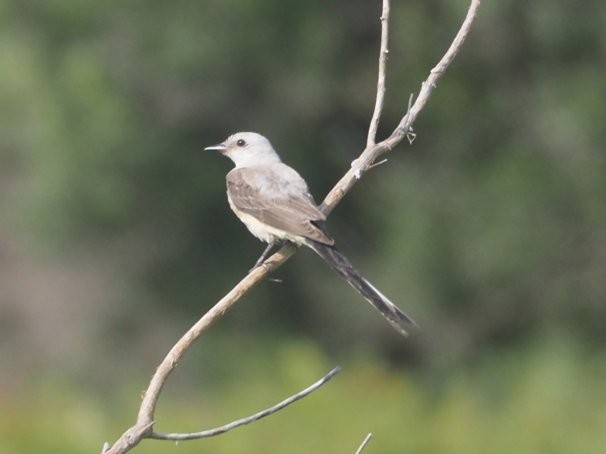 Scissor-tailed Flycatcher - ML639430196