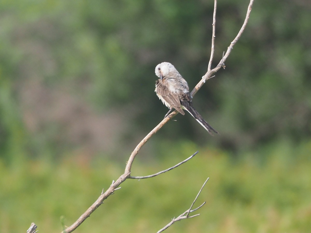 Scissor-tailed Flycatcher - ML639430197