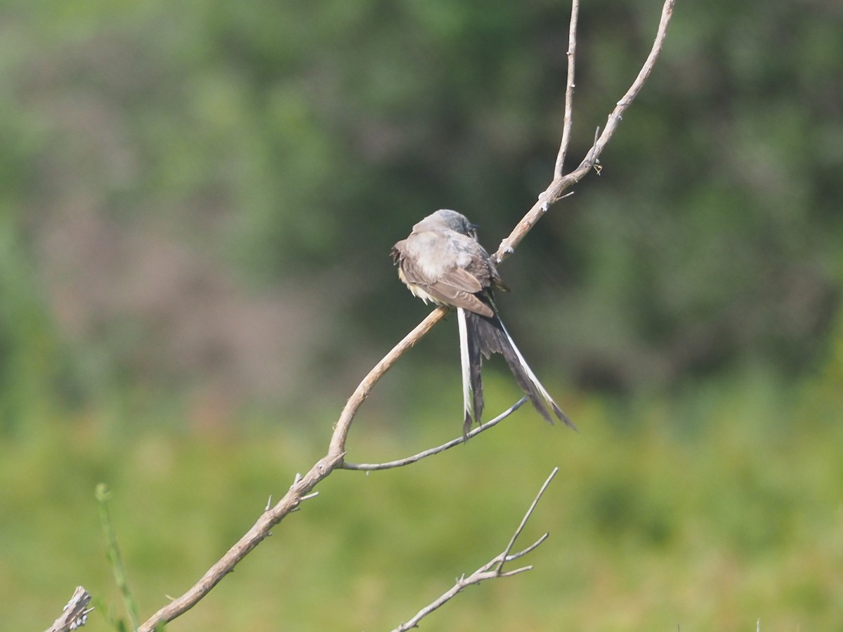 Scissor-tailed Flycatcher - ML639430198