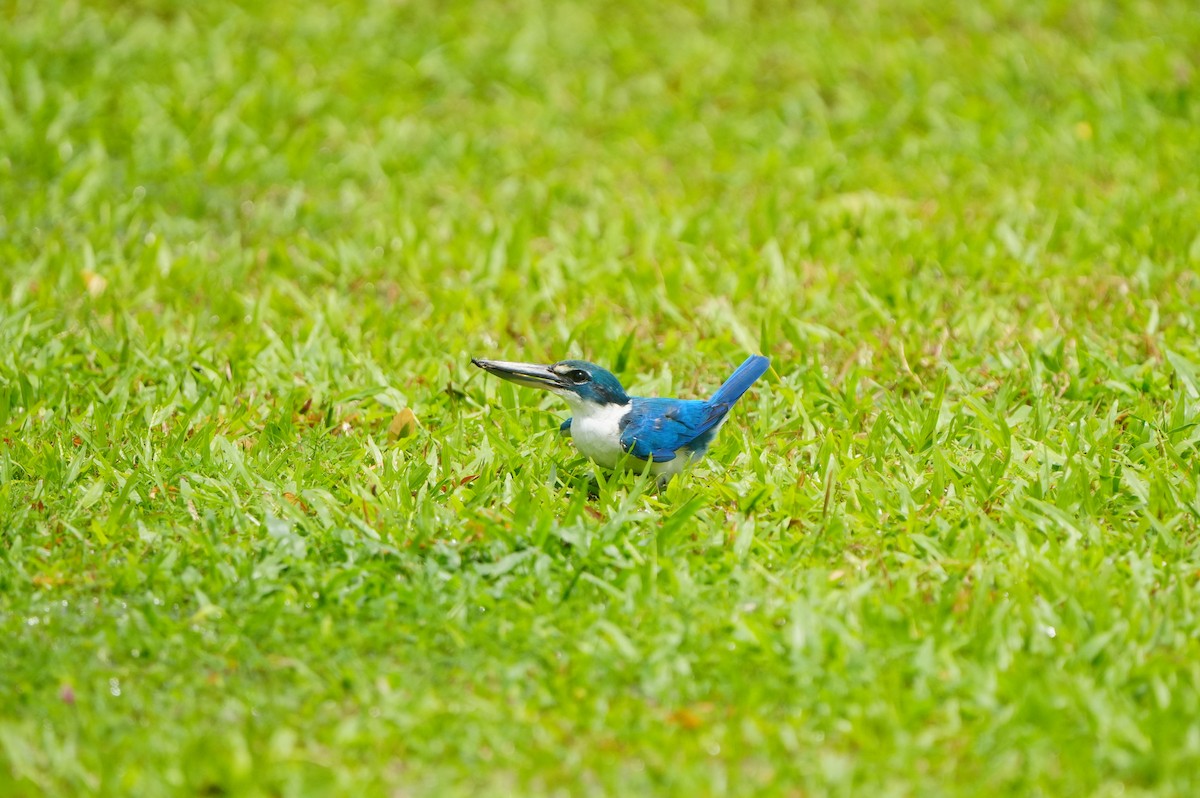 Collared Kingfisher - ML639430214