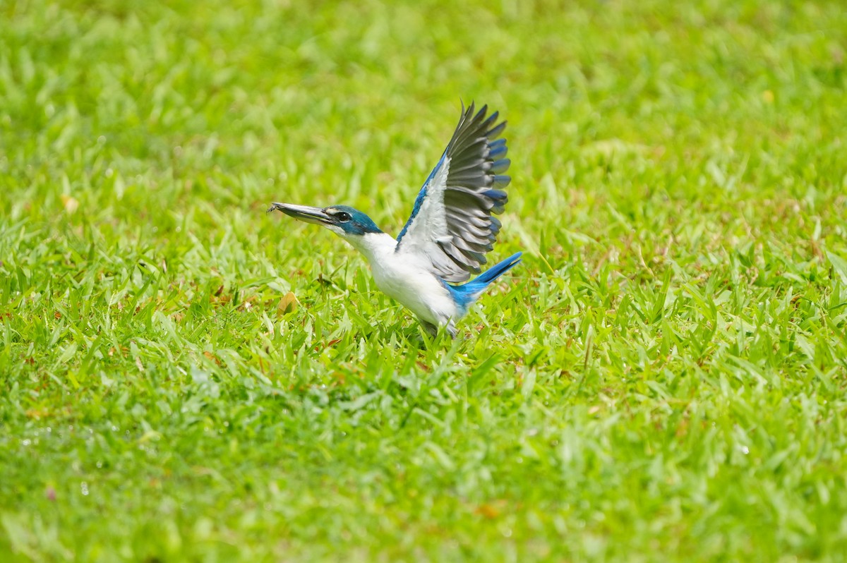 Collared Kingfisher - ML639430217