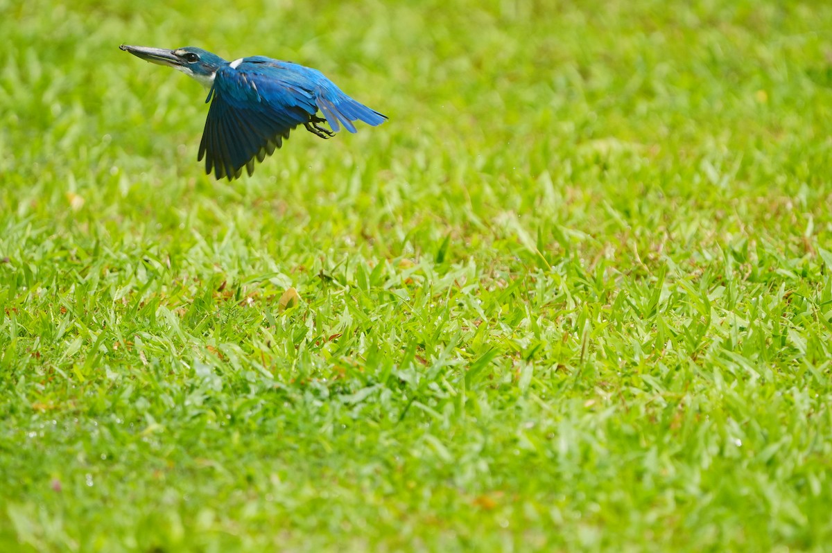Collared Kingfisher - ML639430222