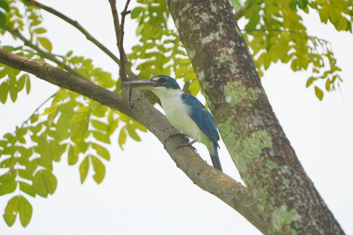 Collared Kingfisher - ML639430233