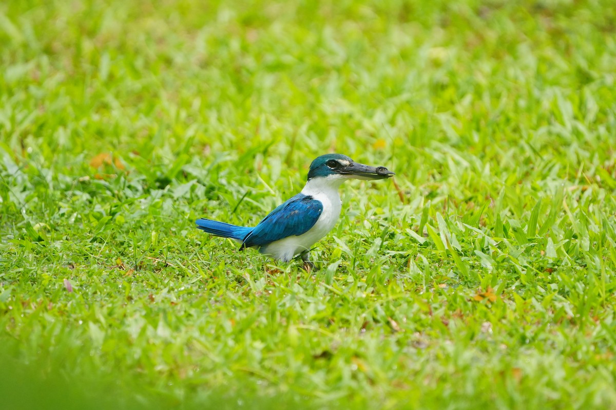 Collared Kingfisher - ML639430246
