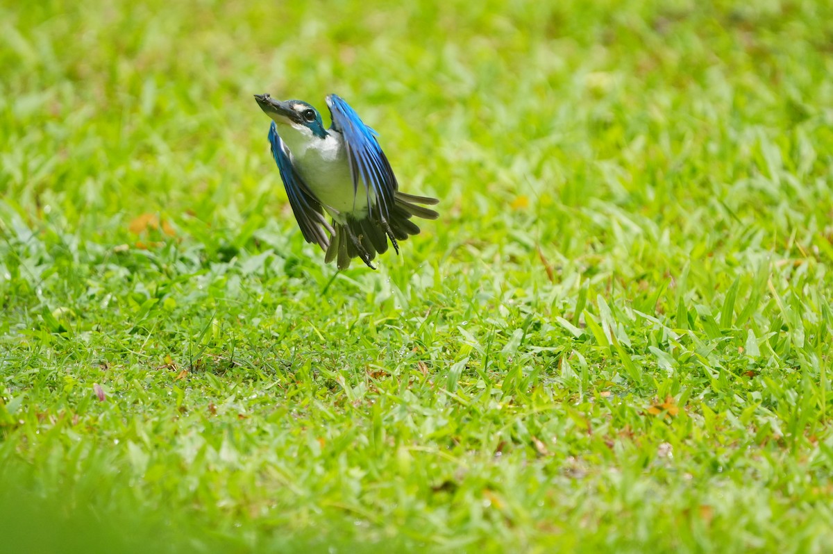 Collared Kingfisher - ML639430252