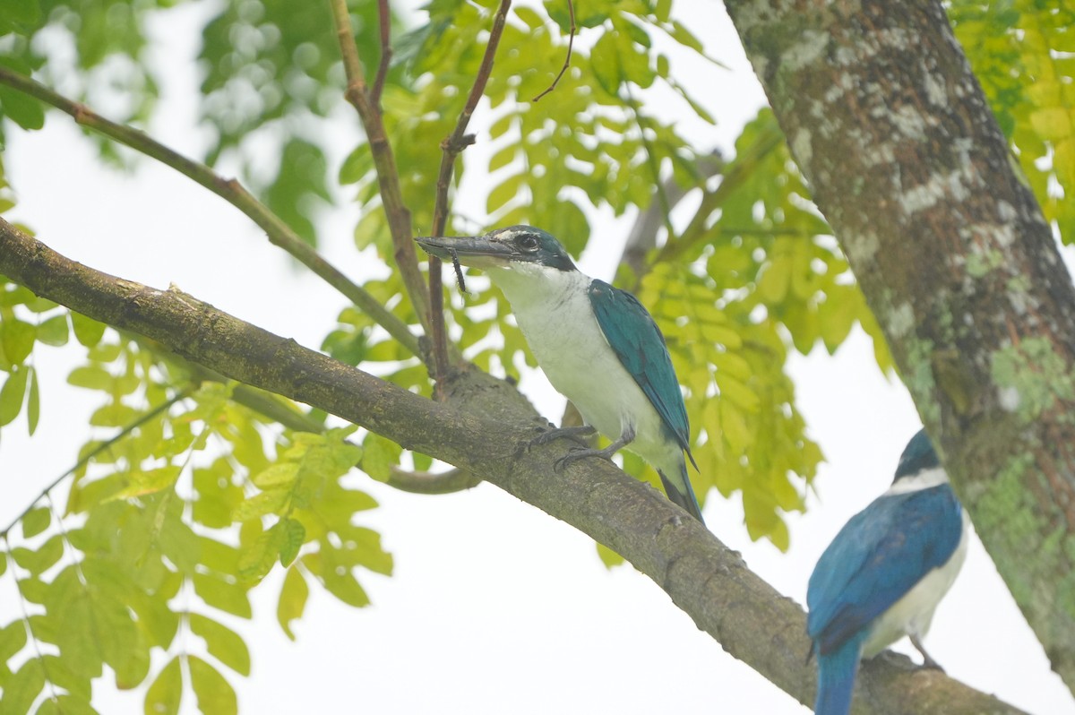 Collared Kingfisher - ML639430261