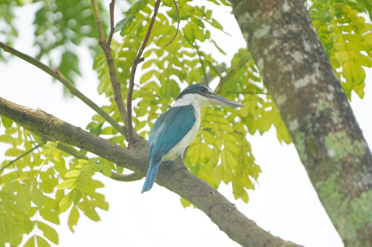 Collared Kingfisher - ML639430275