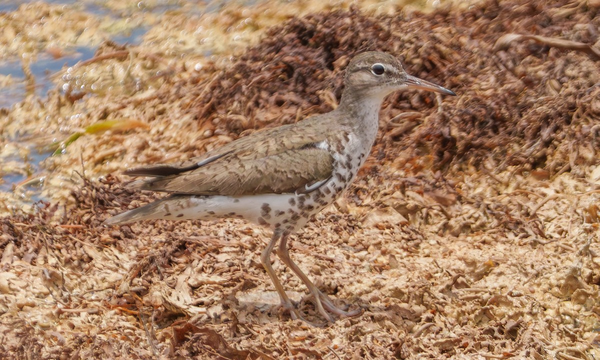 Spotted Sandpiper - ML639430283