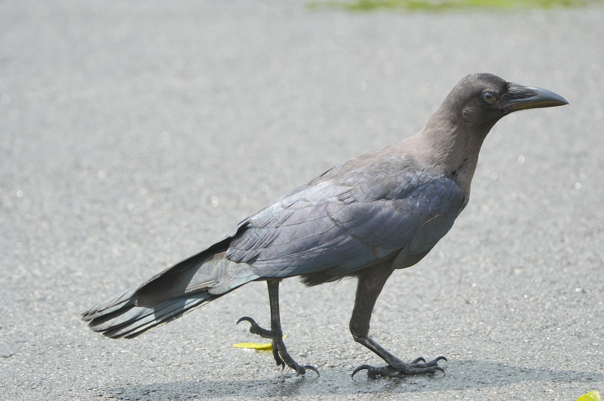 House Crow - ML639430288