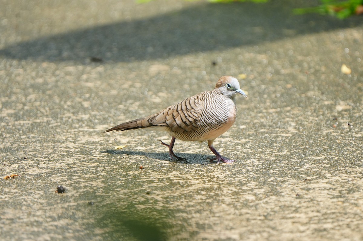 Zebra Dove - ML639430305