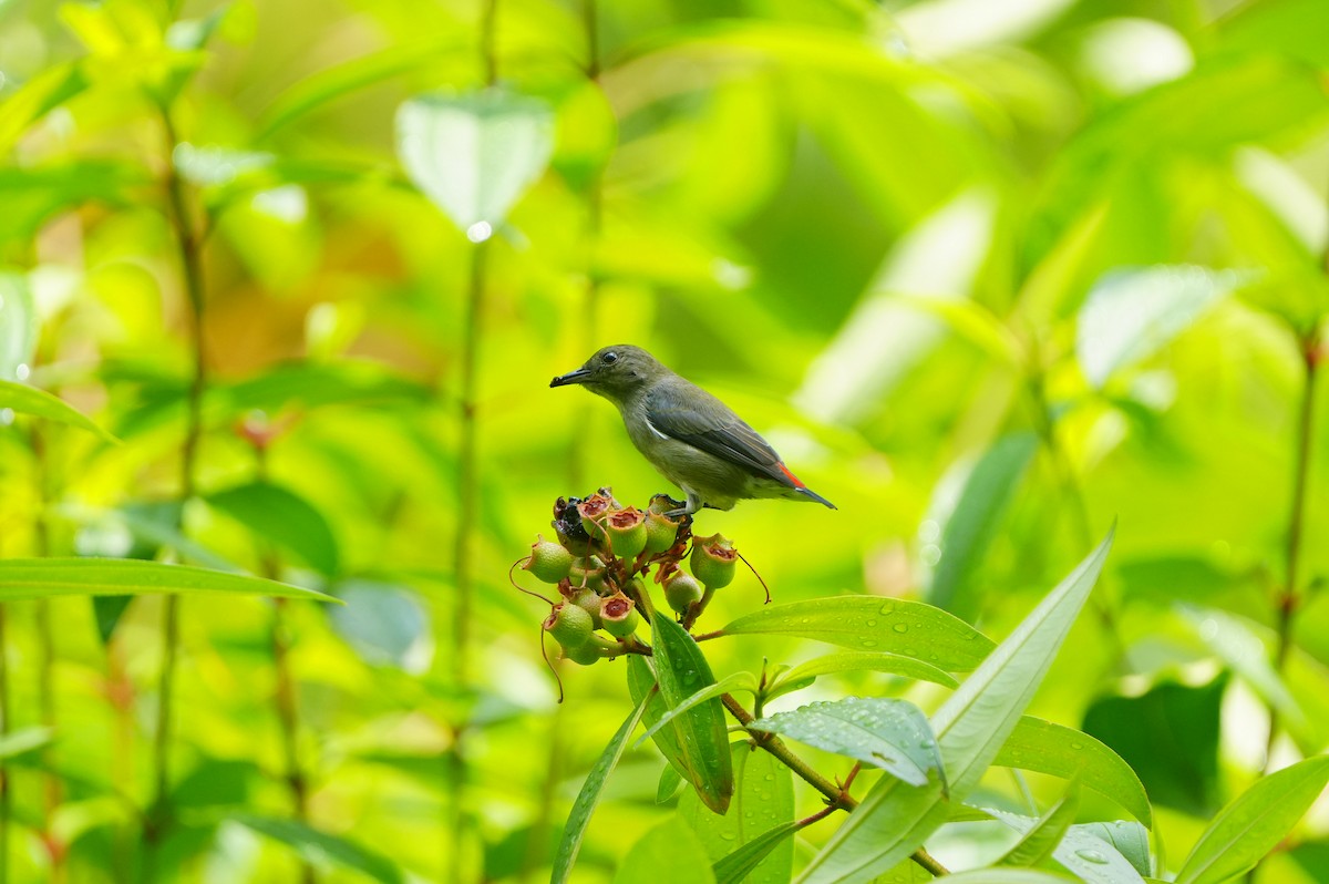 Scarlet-backed Flowerpecker - ML639430322
