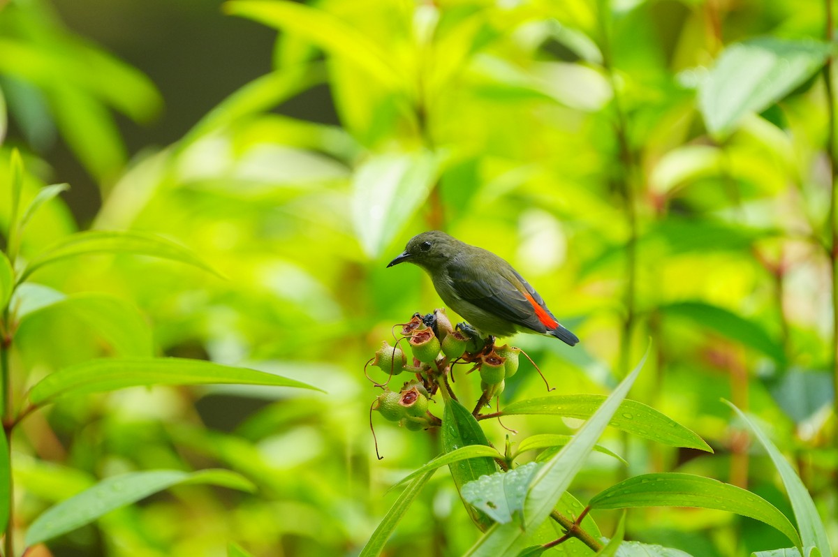 Scarlet-backed Flowerpecker - ML639430335
