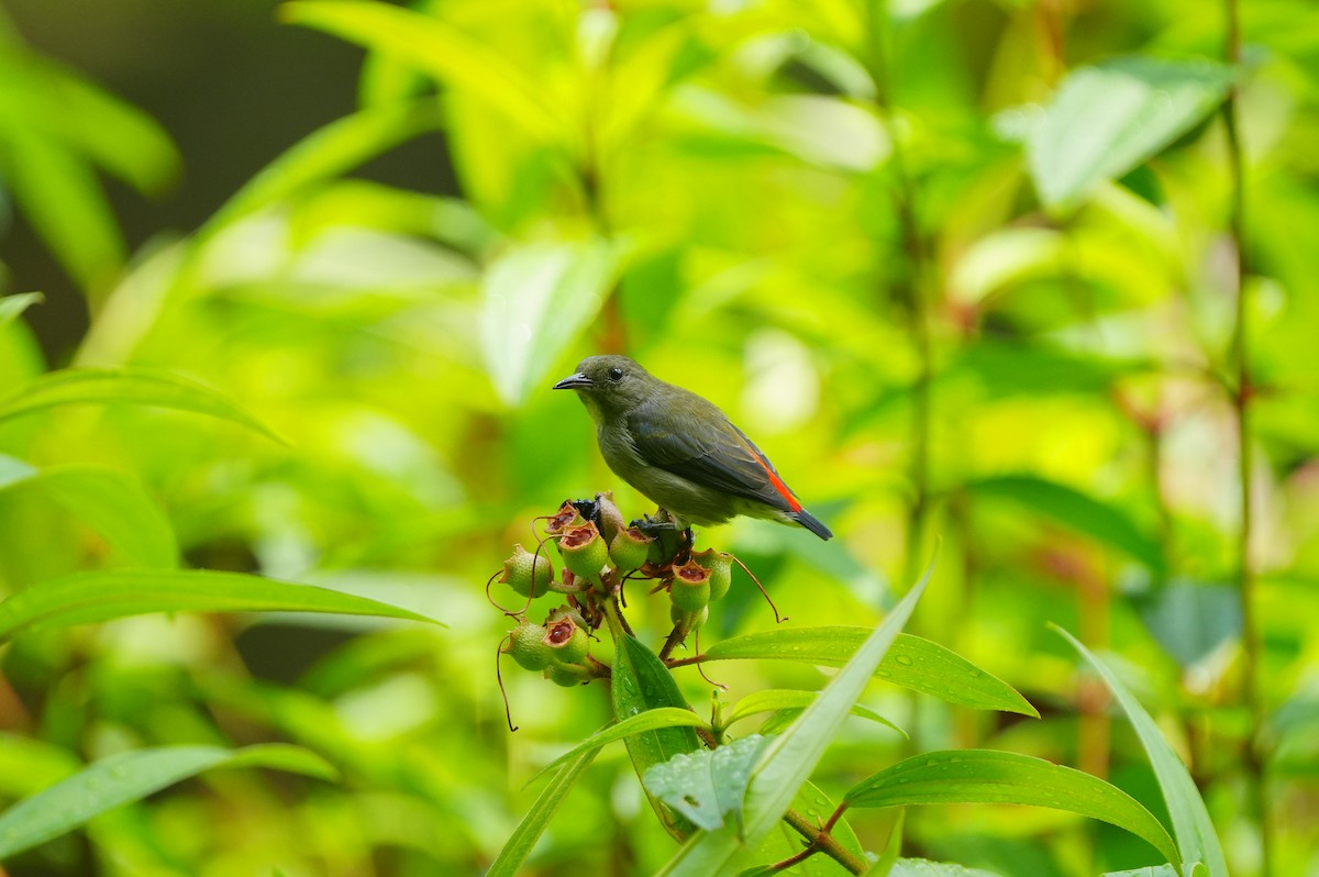 Scarlet-backed Flowerpecker - ML639430340