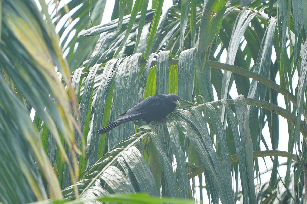 Asian Koel - ML639430360