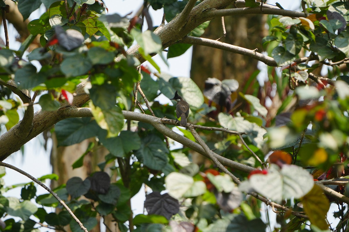 Red-whiskered Bulbul - ML639430392