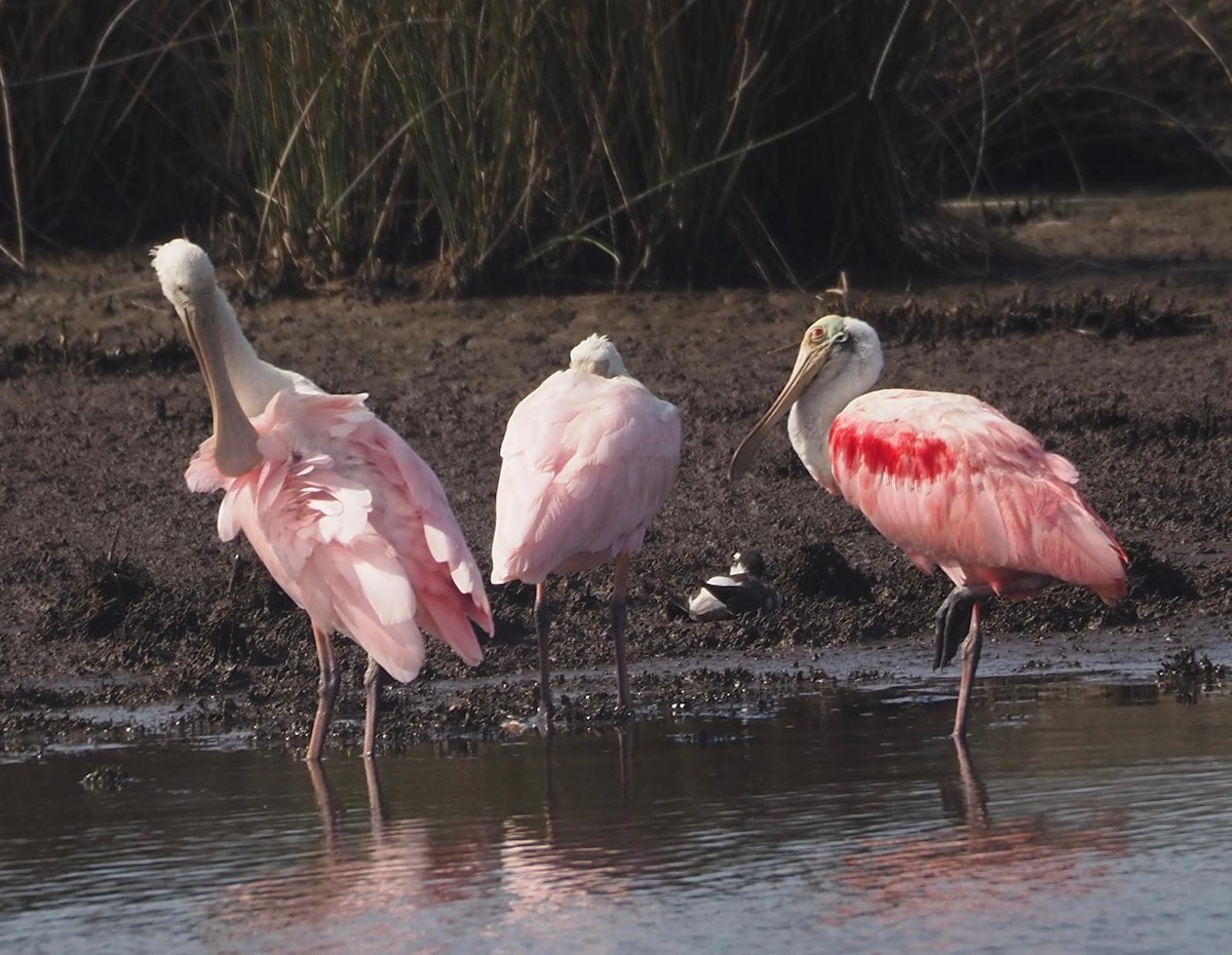 Roseate Spoonbill - ML639430402