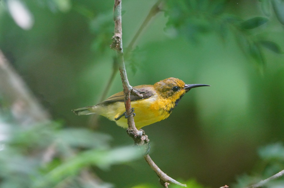 Ornate Sunbird - ML639430405