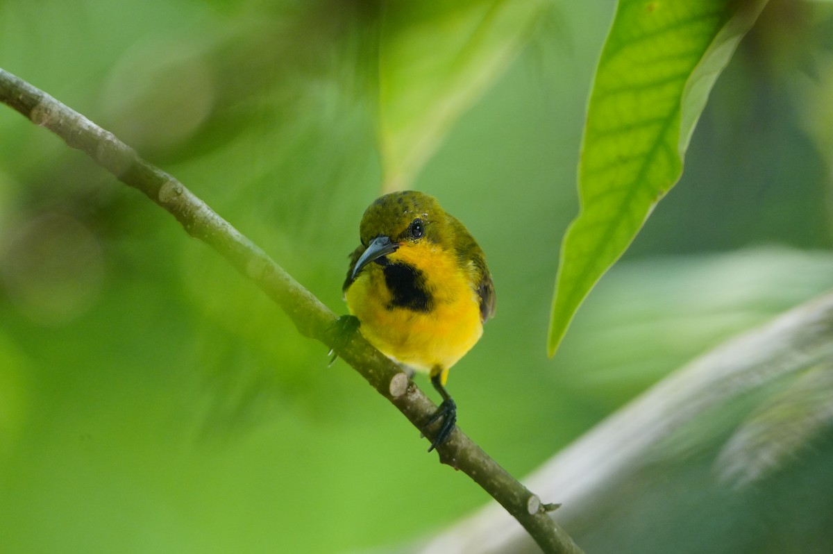 Ornate Sunbird - ML639430409