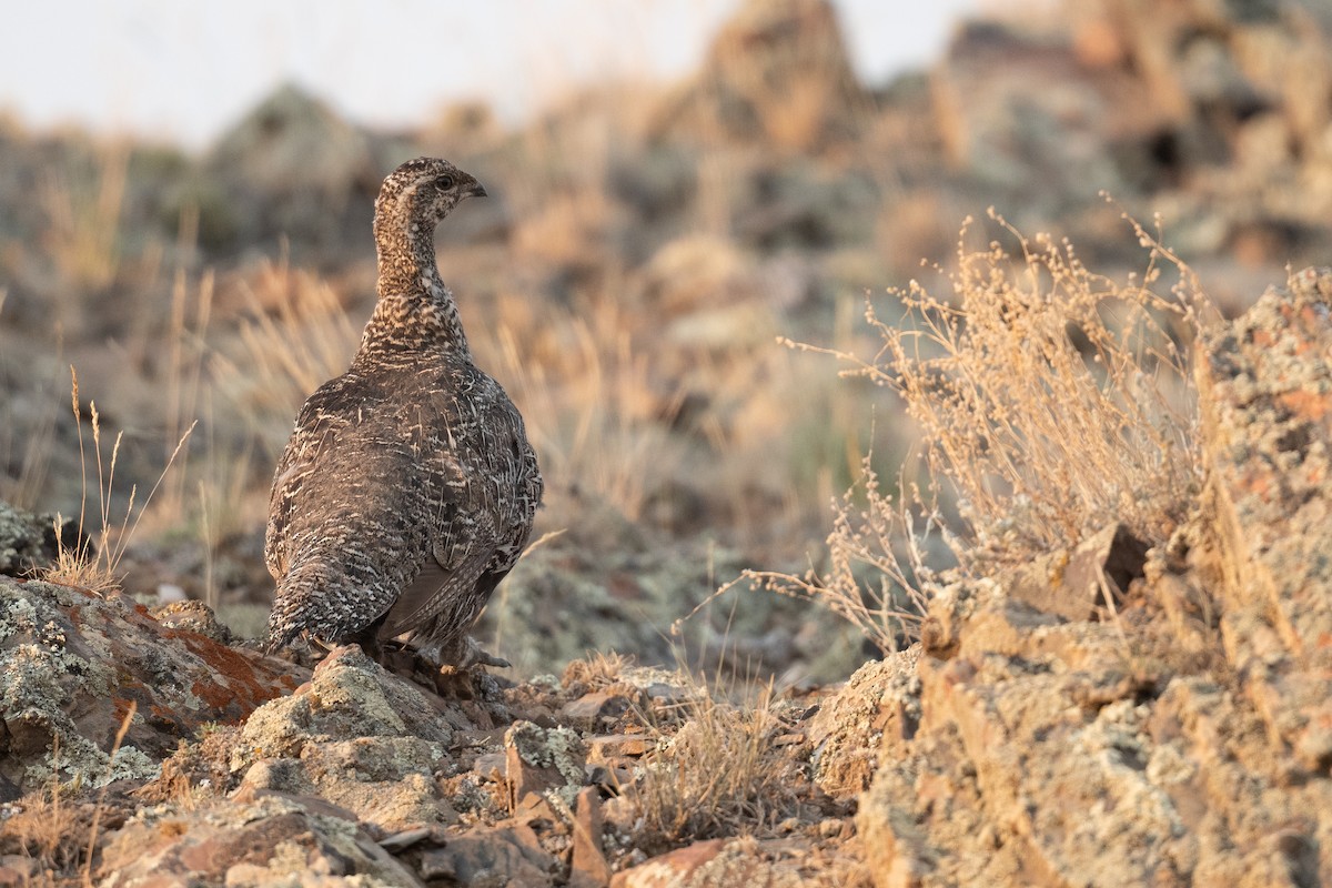 Gunnison Sage-Grouse - ML639430416